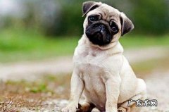 巴哥犬黑的好还是黄的好 巴哥犬几种颜色