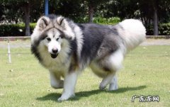 阿拉斯加犬有攻击性吗 阿拉斯加咬人吗