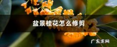 盆景桂花怎么修剪，如何修剪成型,盆栽桂花怎么养？