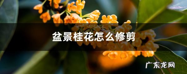 盆景桂花怎么修剪,如何修剪成型,盆栽桂花怎么养?