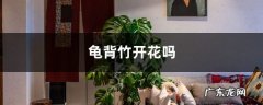 龟背竹开花吗，如何促进开花,龟背竹开什么样的花？
