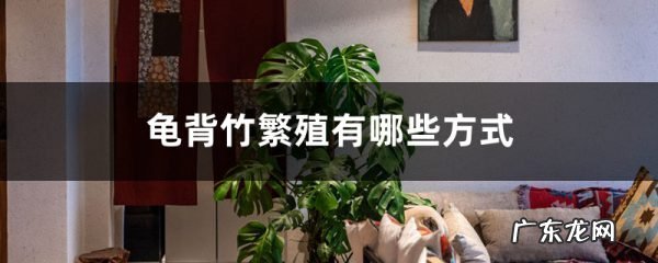龟背竹繁殖有哪些方式,家中可以繁殖吗,龟背竹怎么扦插?