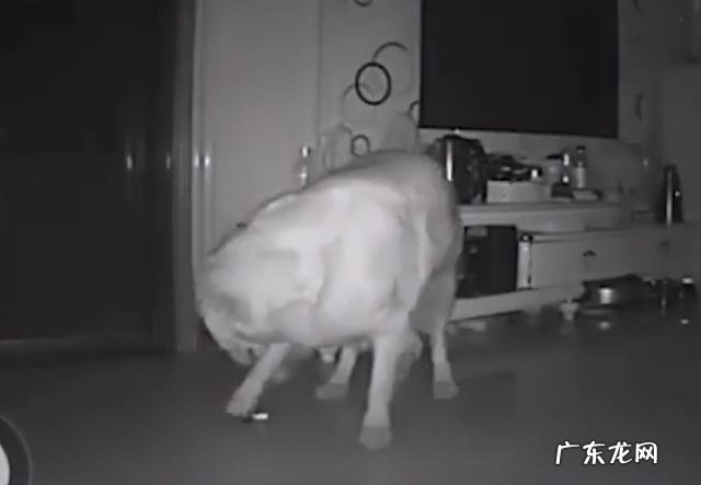看完主人心都酸了 主人监控喊话让狗狗接自己