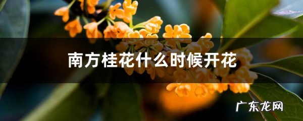 南方桂花什么时候开花,南方桂花与北方桂花的区别,夜来香什么时候开花的?