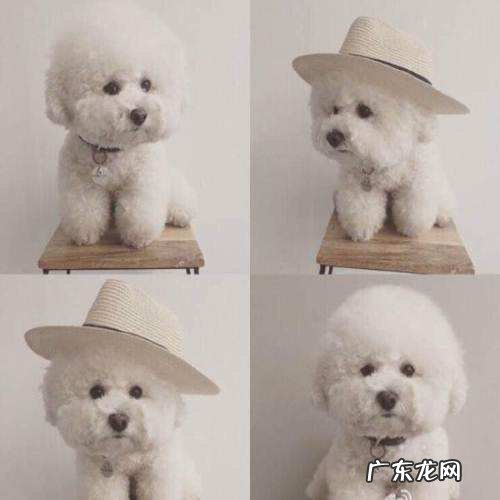 比熊犬价格500 一只比熊犬多少钱