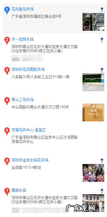 刚买的巴哥犬要注意什么 深圳买巴哥犬