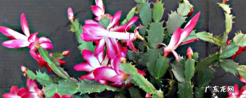 蟹爪兰一年开几次花,怎么养 蟹爪兰一年开几次花