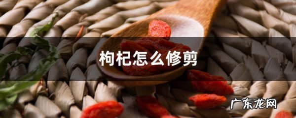 枸杞怎么修剪,枸杞的修剪技术图?