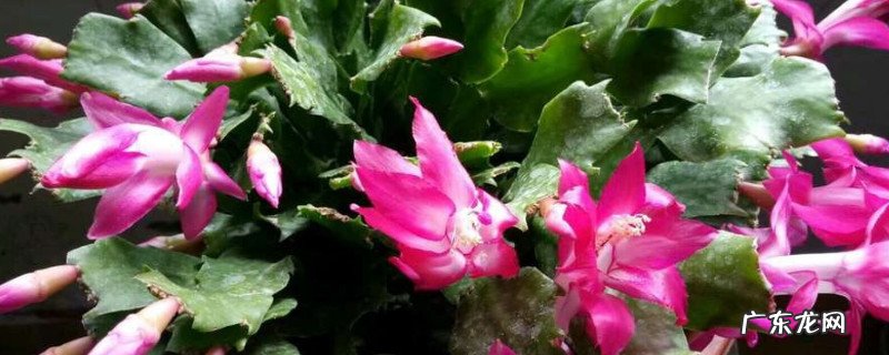 蟹爪兰烂根怎么办?不要怕 蟹爪兰烂根干瘪如何补救