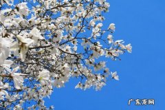 广玉兰怎么嫁接繁殖,玉兰树什么时候嫁接最好？