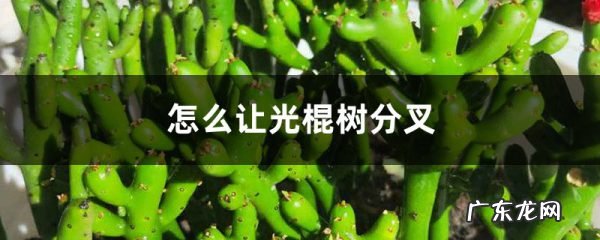 怎么让光棍树分叉,太高了怎么修剪,光棍树怎么修剪好看?