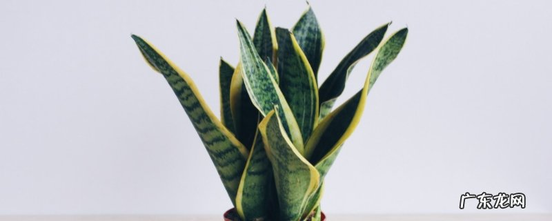 虎皮兰冬天怕冻吗? 虎皮兰冬天会冻死吗