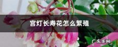 宫灯长寿花怎么繁殖,宫灯长寿花图片？