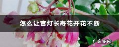 怎么让宫灯长寿花开花不断,宫灯长寿花有几个品种？