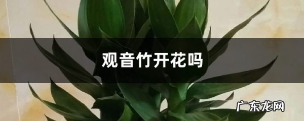 观音竹开花吗,家里放观音竹是吉是凶?