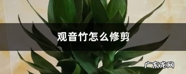 观音竹怎么修剪,观音竹长高了怎么剪截？