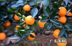 柑橘长蚜虫是怎么回事,柑橘常见的病虫害防治？