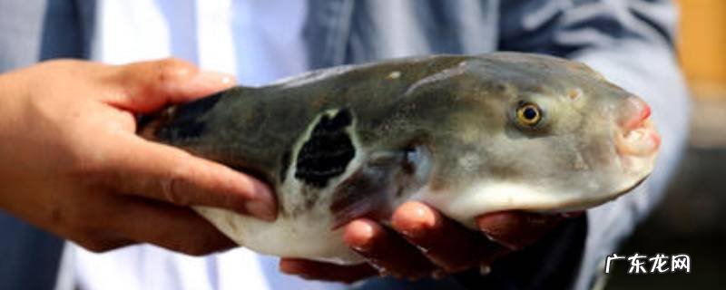 河豚可以吃吗,野生河豚可以吃吗