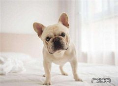 法斗为什么不买公的 奶油法斗价格