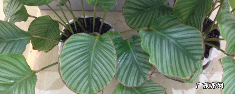 青苹果绿植叶子发黄怎么办 青苹果植物叶子发黄