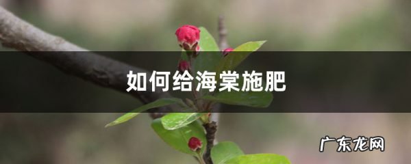 海棠施肥方法,用什么肥好,发酵好的鸡粪怎么施肥?