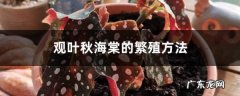 观叶秋海棠的繁殖方法，叶子能繁殖吗,海棠花叶子焦边图片？