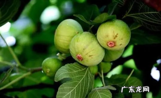 无花果没熟就蔫了是咋回事,没有熟的无花果可以吃吗?
