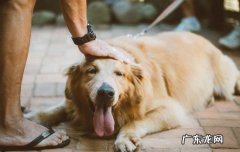 金毛犬哪个色系最贵 纯种金毛价格