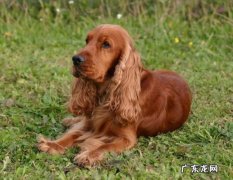 可卡犬属于小型犬吗 可卡狗多少钱一只