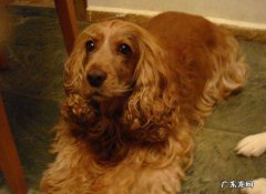 十六个不养可卡的理由 英国可卡犬多少钱一只