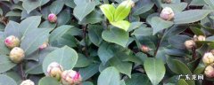 杜鹃花开不起来什么原因 杜鹃花不开花是什么原因