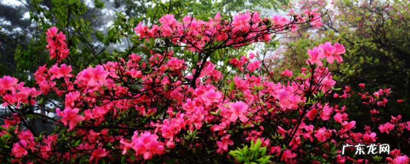 杜鹃花掉叶用什么方法解决 杜鹃花夏天掉叶子怎么补救