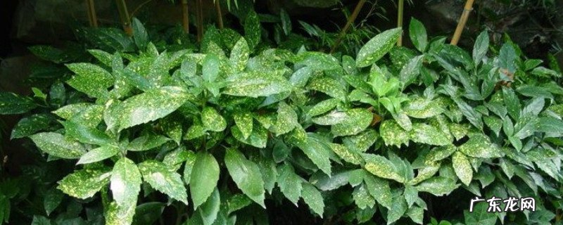 杜鹃花焦叶了怎么办 杜鹃花焦叶是什么原因