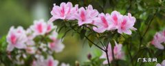 杜鹃花夏天怎么养家庭养法 盆栽杜鹃花夏天怎么养