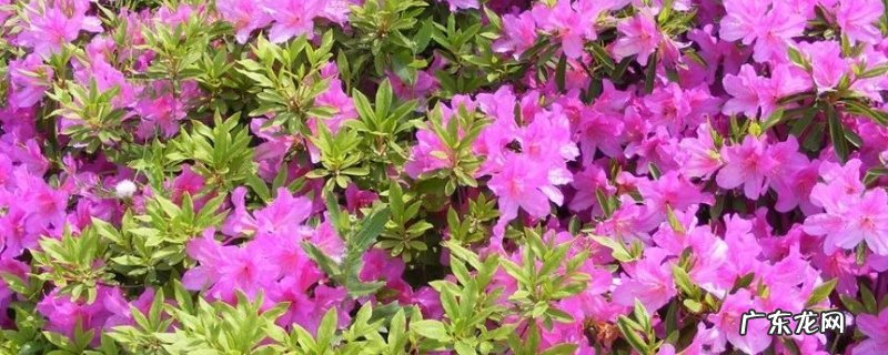 杜鹃花的养殖方法和注意事项 – 养殖日记 毛杜鹃花的养殖方法和注意事项 盆栽