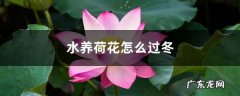 水养荷花怎么过冬，北方可以养荷花吗,荷花水养怎么养开花？