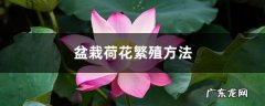 盆栽荷花繁殖方法，荷花开花时间,家里为什么不能养荷花？