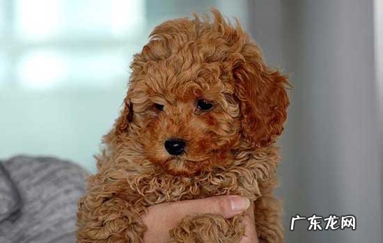 小体泰迪价位一般多少钱 泰迪的价格