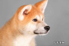 秋田犬为什么禁养 纯种秋田犬价格