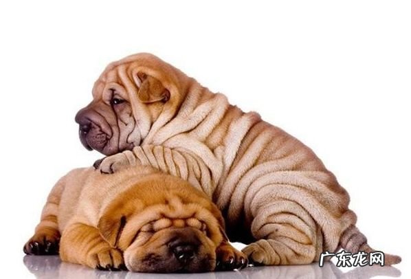 沙皮狗幼犬多少钱一只 沙皮多少钱一只