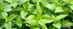 薄荷冻死了还能活吗 薄荷死了怎么救活呢