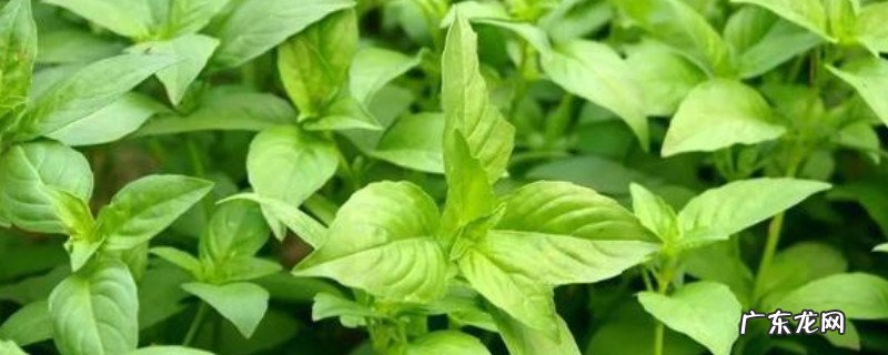 薄荷冻死了还能活吗 薄荷死了怎么救活呢