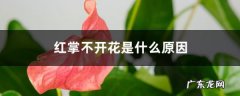 红掌不开花是什么原因，花小是什么原因,红掌的花从哪里长出来？