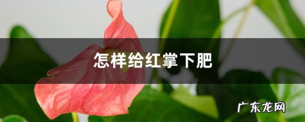 怎样给红掌下肥，施什么肥能开花？,红掌开花期间施什么肥好？