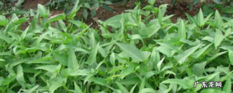 薄荷夏天怎么养 盆栽 薄荷夏天怎么养