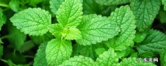 盆栽薄荷怎么养殖 薄荷养殖方法与技巧
