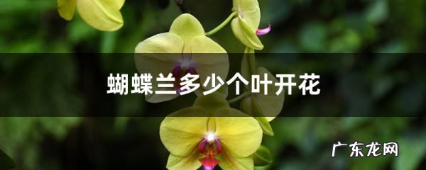 蝴蝶兰多少个叶开花,蝴蝶兰几个叶才能开花?