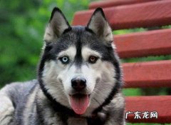 哈士奇特点和智商 哈士奇智商为什么那么低
