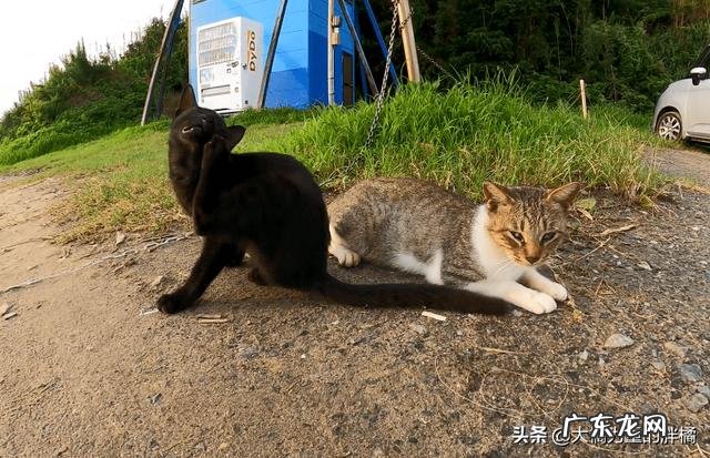 你这辈子可能见都见不到 这辈子没见过这么多猫