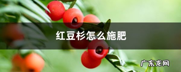 红豆杉怎么施肥,红豆杉要施什么肥料才长得好?